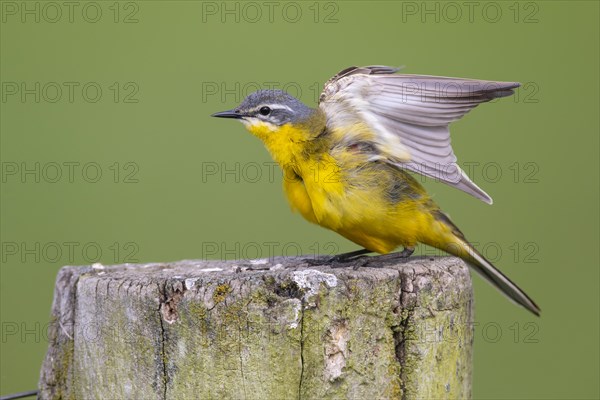 Western yellow wagtail