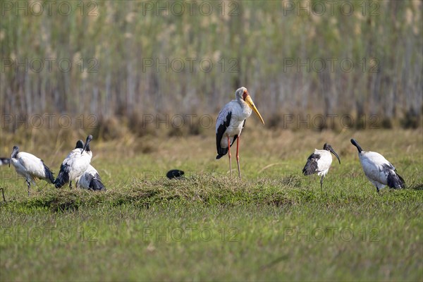 Yellow-billed stork