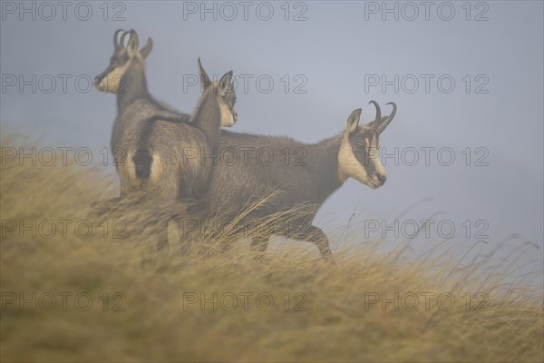 Chamois