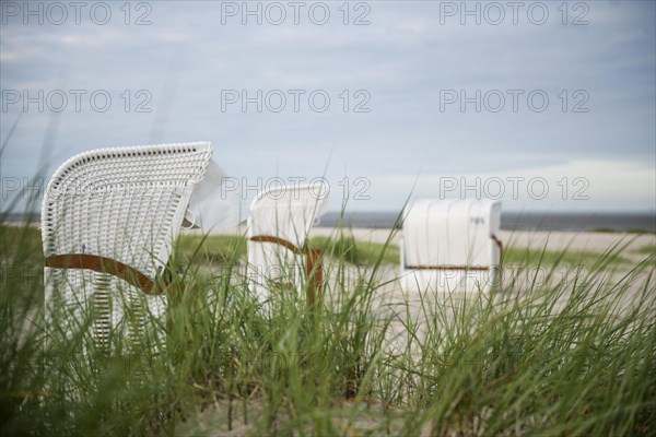 European marram grass