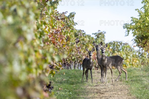 European roe deers