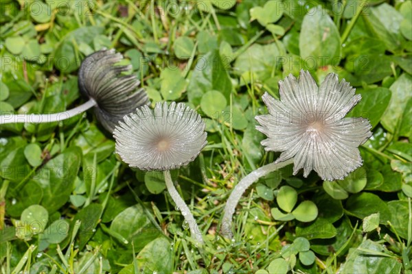 Flaky Scheibchentintling two fruiting bodies with whitish stems and caps side by side in green grass