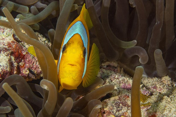 Red sea clownfish