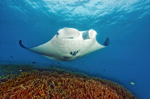 Pelagic manta ray