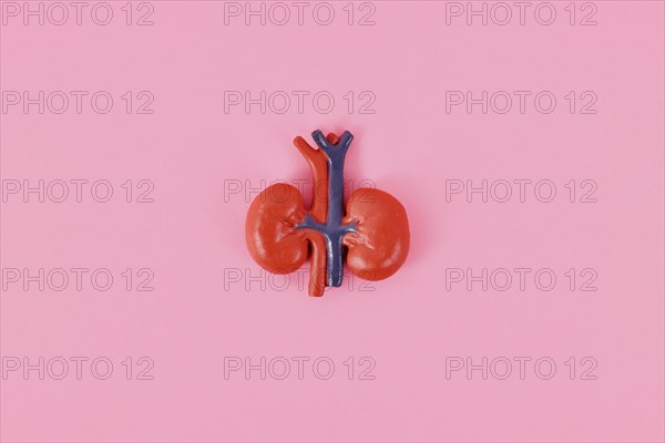 Human kidney organ model on pink background