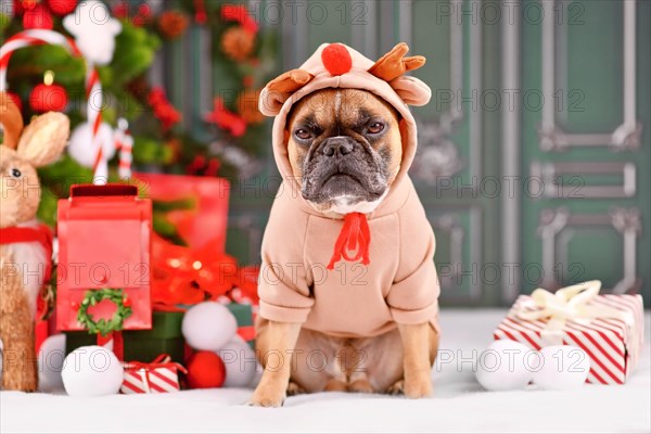 Grumpy Christmas reindeer dog. French Bulldog with costume sweater with antlers sitting next to Christmas tree in front of green wall