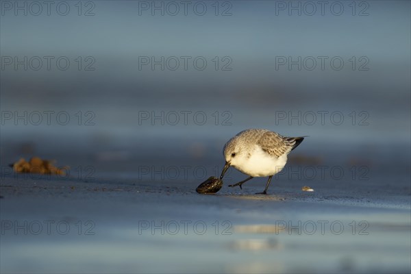 Sanderling