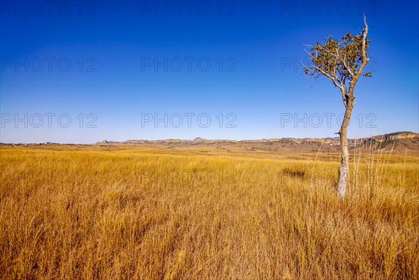 Savannah in the Isalo National Park