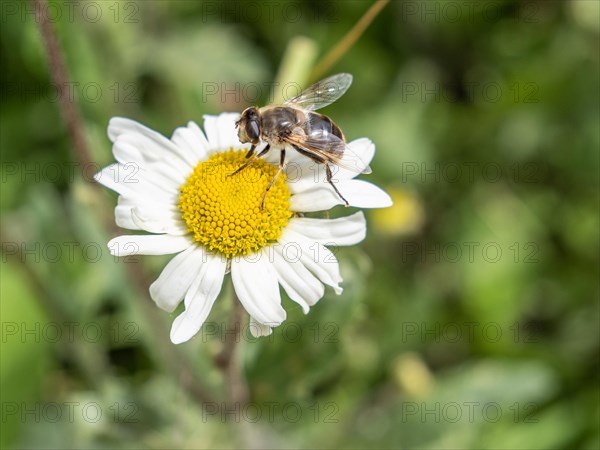 Marguerite