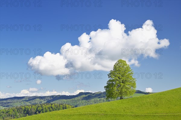 Solitary tree