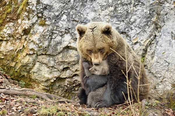 Female brown bear