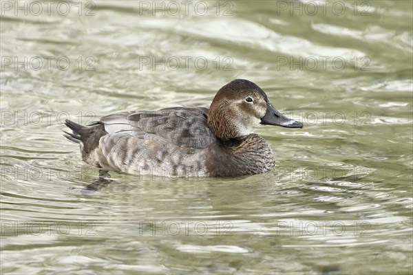 Common pochard