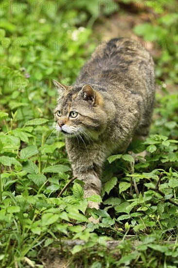 European wildcat