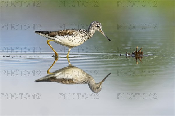 Common greenshank