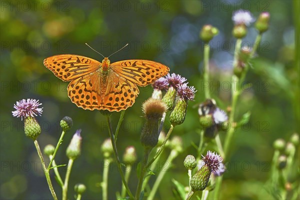 Silver-washed fritillary