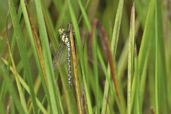 Freshly hatched dragonfly