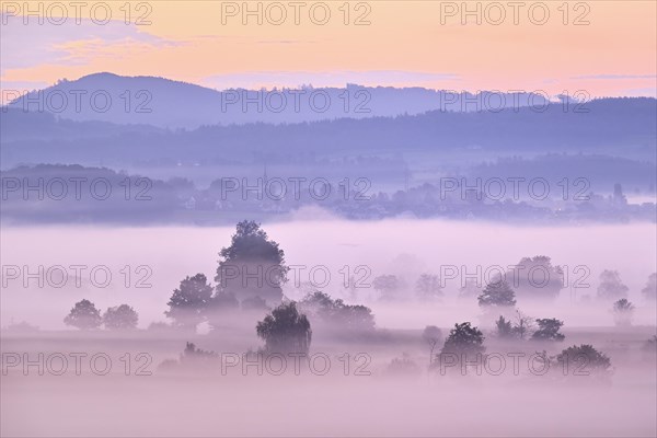 Meadows and trees in the early morning mist