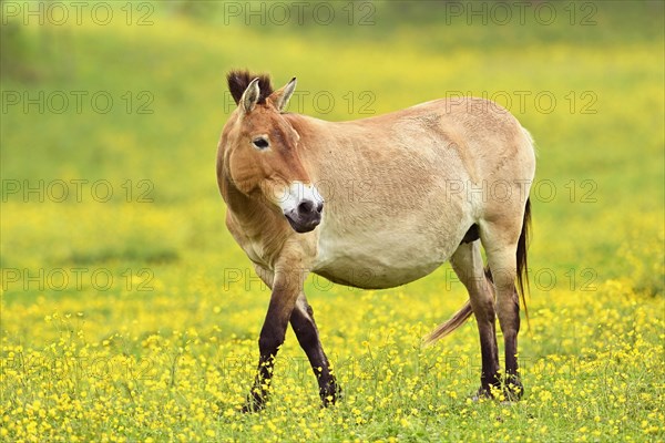 Przewalski's horse