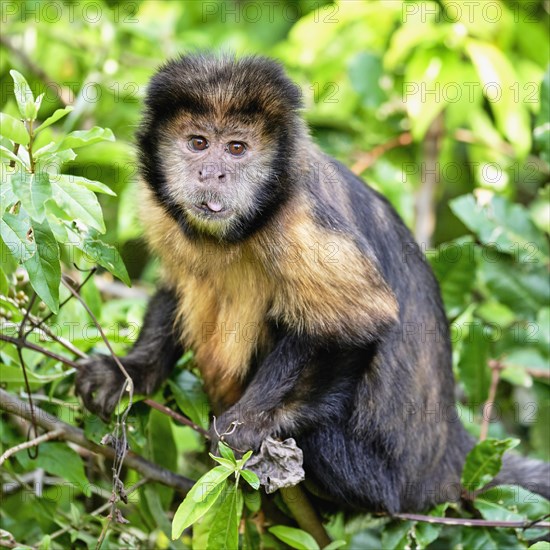 Golden-bellied capuchin