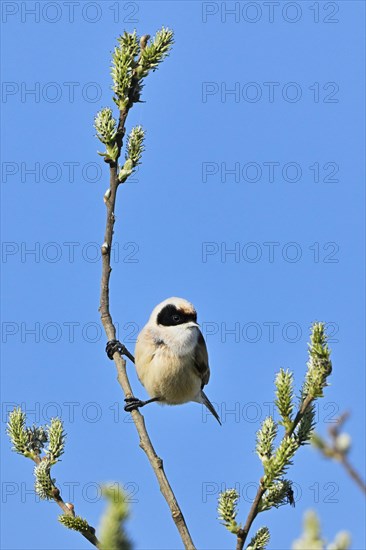 Adult male eurasian penduline tit