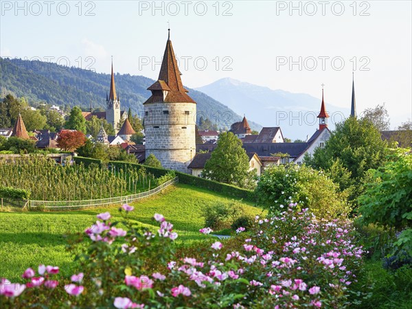 Rose Garden behind Capuchin Tower