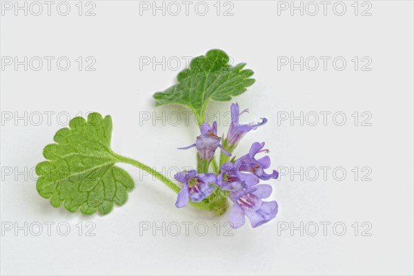 Medicinal plant Gundermann