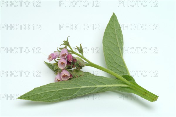 Medicinal plant common comfrey