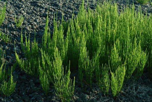 Field horsetail