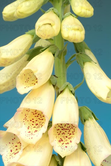 Big-flowered foxglove