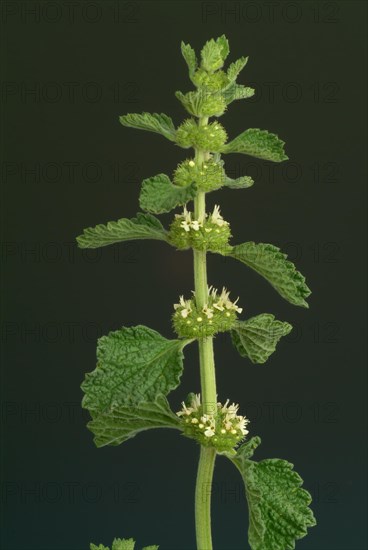 White horehound