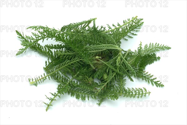 Common yarrow