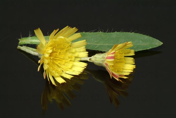 Lesser hawkweed