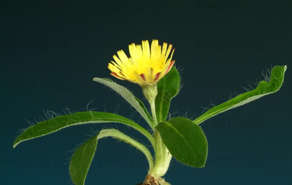 Lesser hawkweed