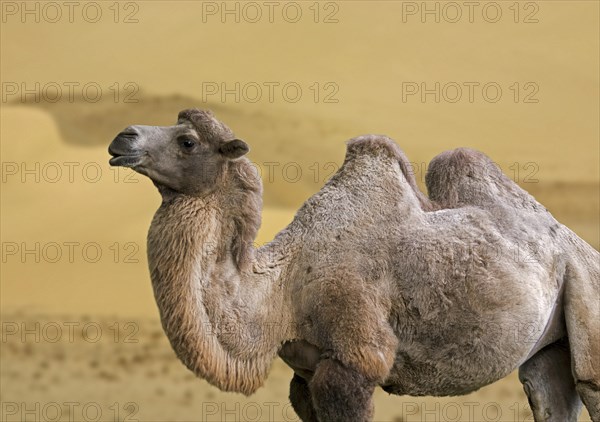 Mongolian camel