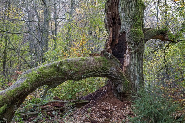 Old English oak