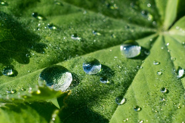 Close up of a leaf of ladys mantle