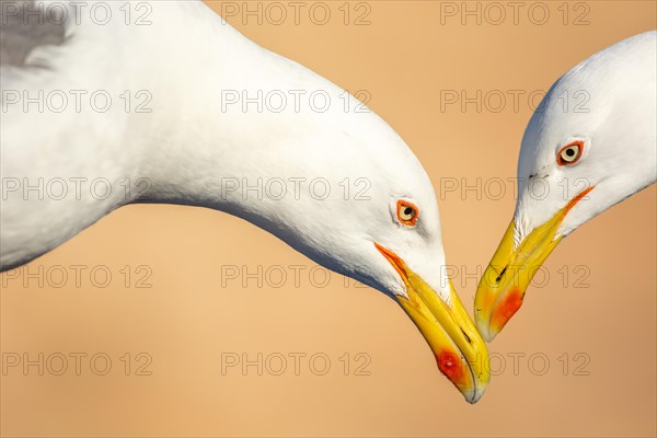 Portrait of two yellow-legged gull