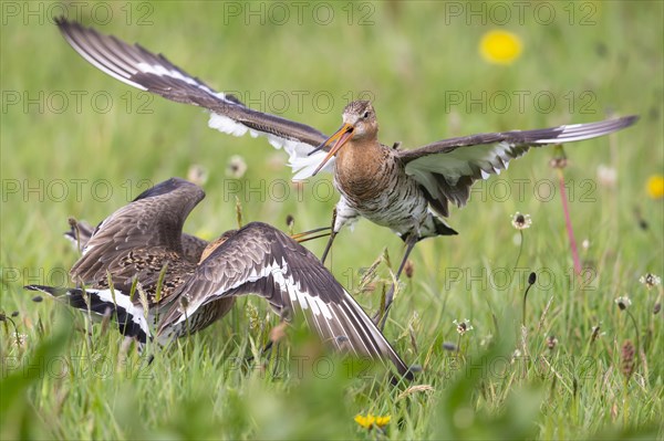 Black-tailed Godwit