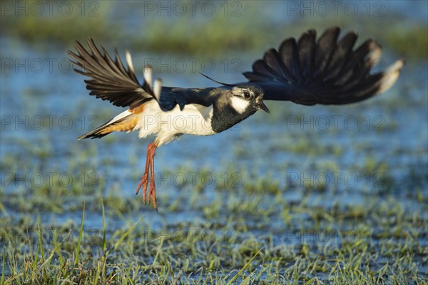 Northern lapwing