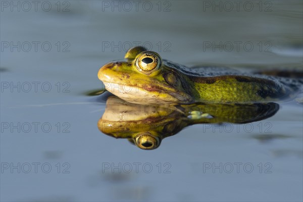 Green frog