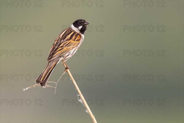 Reed bunting