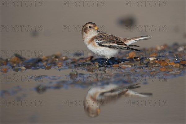 Snow bunting