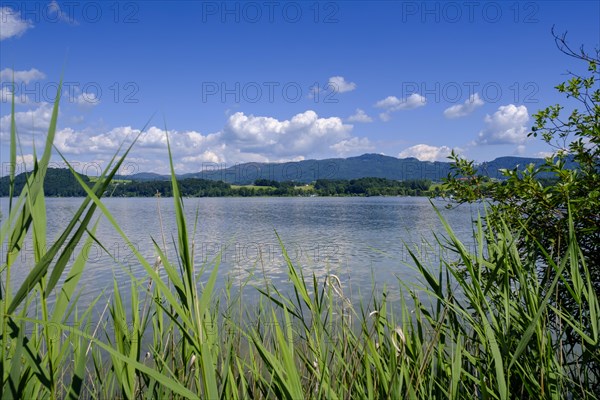 Wallersee-Zell am Wallersee