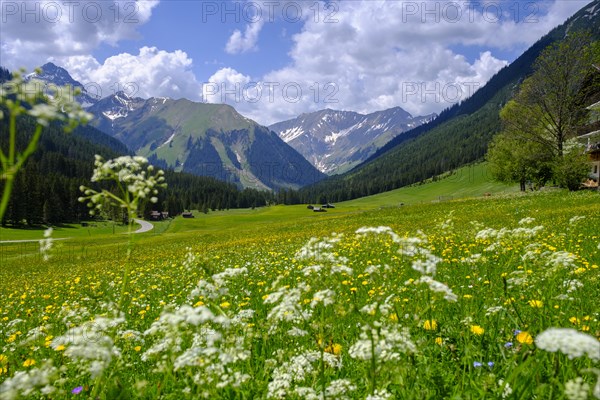 Alpine meadows near Kelmen