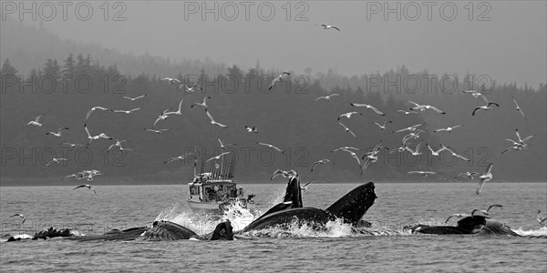 Several humpback whales dive in front of a small fishing boat