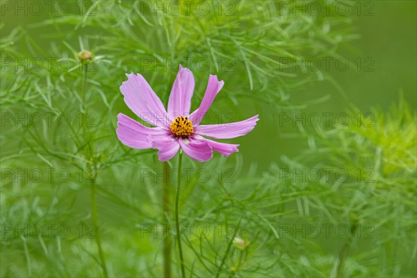 Maiden in the Gueenen pink inflorescence with green leaves