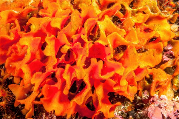 Close-up of leafy twig bryozoans