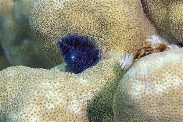 Christmas tree worm