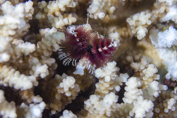 Christmas tree worm