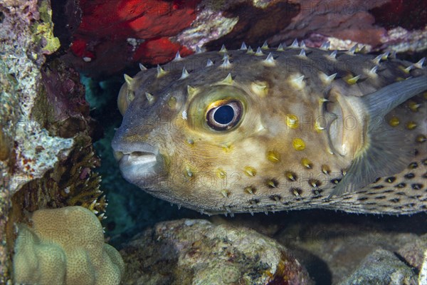 Birdbeak burrfish